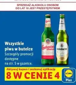 Lidl Piwo Budweiser oferta