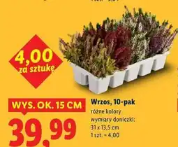 Lidl Wrzos 15 cm oferta