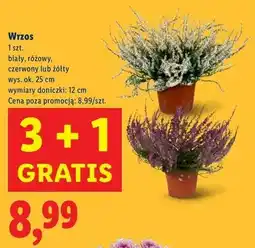 Lidl Wrzos żółty 12 cm oferta