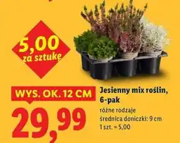 Lidl Rośliny jesienne oferta