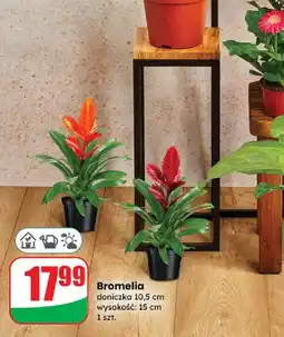 Dino Bromelia śr. 10.5 cm oferta