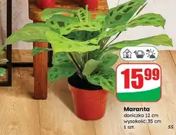 Dino Maranta doniczka 12 cm oferta