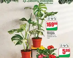 Dino Monstera variegata don. 17 cm oferta