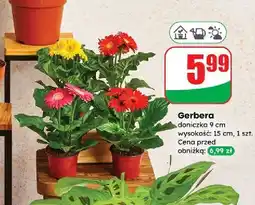 Dino Gerbera 9 cm oferta