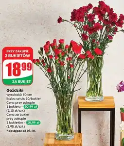 Dino Goździki 50 cm oferta