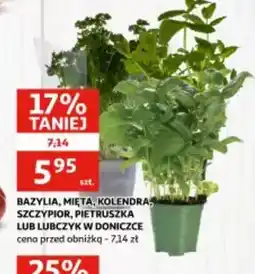 Auchan Bazylia, mięta, kolendra, szczypior, pietruszka lub lubczyk w doniczce oferta