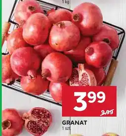 Stokrotka Granat 1 szt. Stokrotka oferta