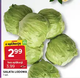 Stokrotka Sałata lodowa Stokrotka oferta