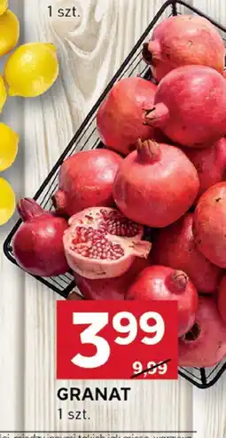 Stokrotka Granat 1 szt. Stokrotka oferta