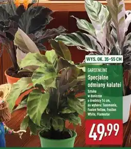 ALDI Kalatea flamestar 14 cm Gardenline oferta