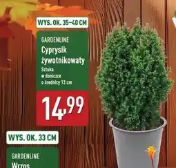 ALDI Cyprysik 13 cm Gardenline oferta