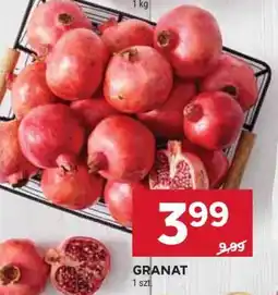 Stokrotka Market Granat oferta