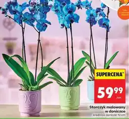 Biedronka Storczyk malowany w doniczce oferta