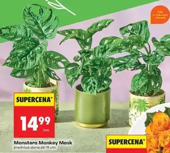 Biedronka Monstera monkey mask oferta