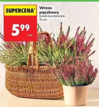Biedronka Wrzos pączkowy oferta
