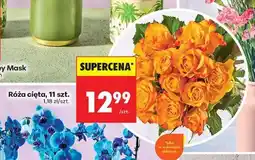 Biedronka Róża cięta, 11 szt oferta