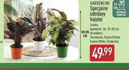 ALDI Gardenline Specjalne odmiany kalatei oferta