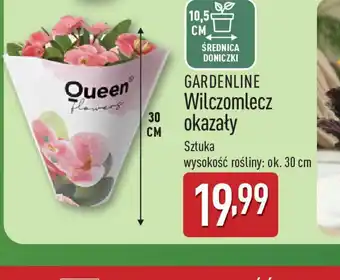 ALDI Gardenline Wilczomlecz okazały oferta