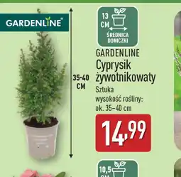 ALDI Cyprysik żywotnikowaty Gardenline oferta