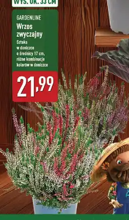 ALDI Wrzos zwyczajny oferta
