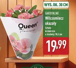ALDI Wilczomlecz okazały Gardenline oferta