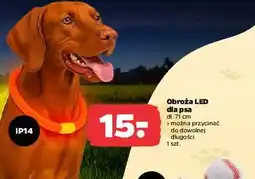 Netto Obroża led 71.6 cm oferta