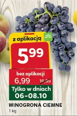 Stokrotka Optima Winogrona ciemne oferta