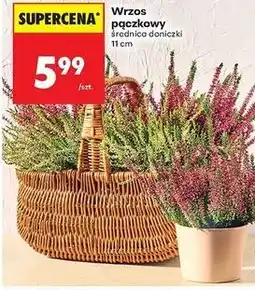 Biedronka Wrzos pączkowy śr. 11 cm oferta