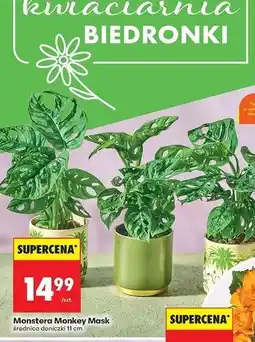Biedronka Monstera monkey mask 11 cm oferta