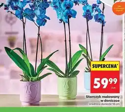 Biedronka Storczyk malowany 12 cm oferta