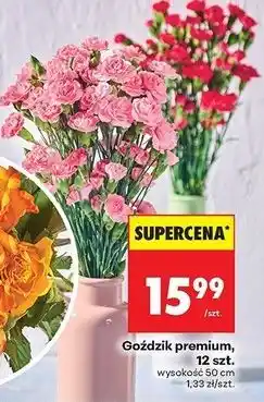 Biedronka Goździki premium 50 cm oferta