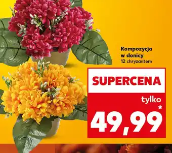 Kaufland Kompozycja w donicy oferta