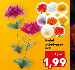 Kaufland Kwiat pojedynczy oferta