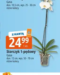E.Leclerc Storczyk 1-pędowy don. 12 cm Gasa oferta