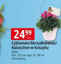 E.Leclerc Kalanchoe z pikiem 40 cm Gasa oferta