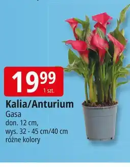 E.Leclerc Kalia 12 cm Gasa oferta