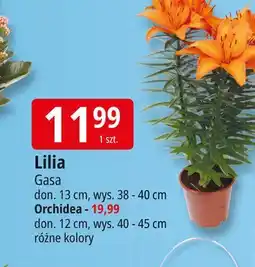 E.Leclerc Orchidea 12 cm oferta