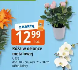 E.Leclerc Róża 10.5 cm Gasa oferta
