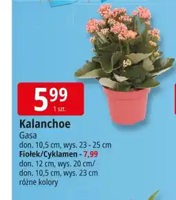 E.Leclerc Kalanchoe Gasa oferta