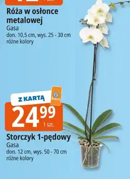E.Leclerc Storczyk Gasa oferta