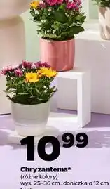 Netto Chryzantema 12 cm oferta
