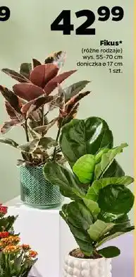 Netto Fikus w don. 17 cm oferta