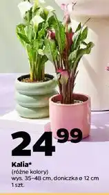 Netto Kalia don. 12 cm oferta