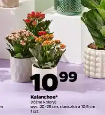 Netto Kalanchoe doniczka 10.5 cm oferta