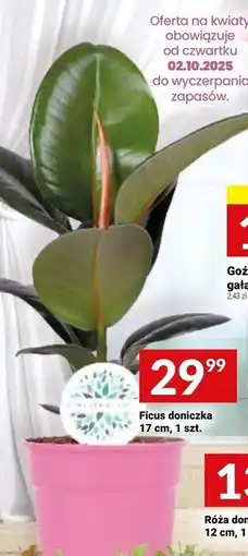 Twój Market Fikus oferta
