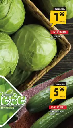 Arhelan Ogórek sałatkowy Arhelan oferta
