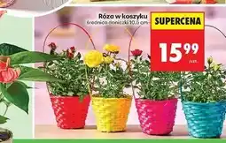 Biedronka Róża w koszu wiklinowym oferta