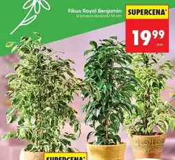 Biedronka Fikus benjamina oferta
