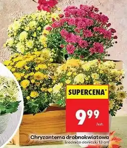 Biedronka Chryzantema drobnokwiatowa oferta