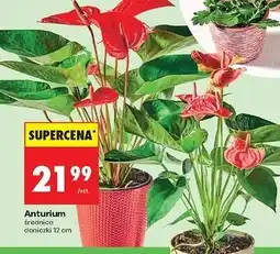 Biedronka Anturium oferta